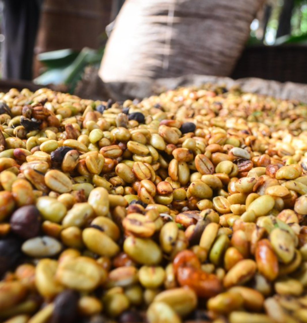 Wine Yeast Process Coffees