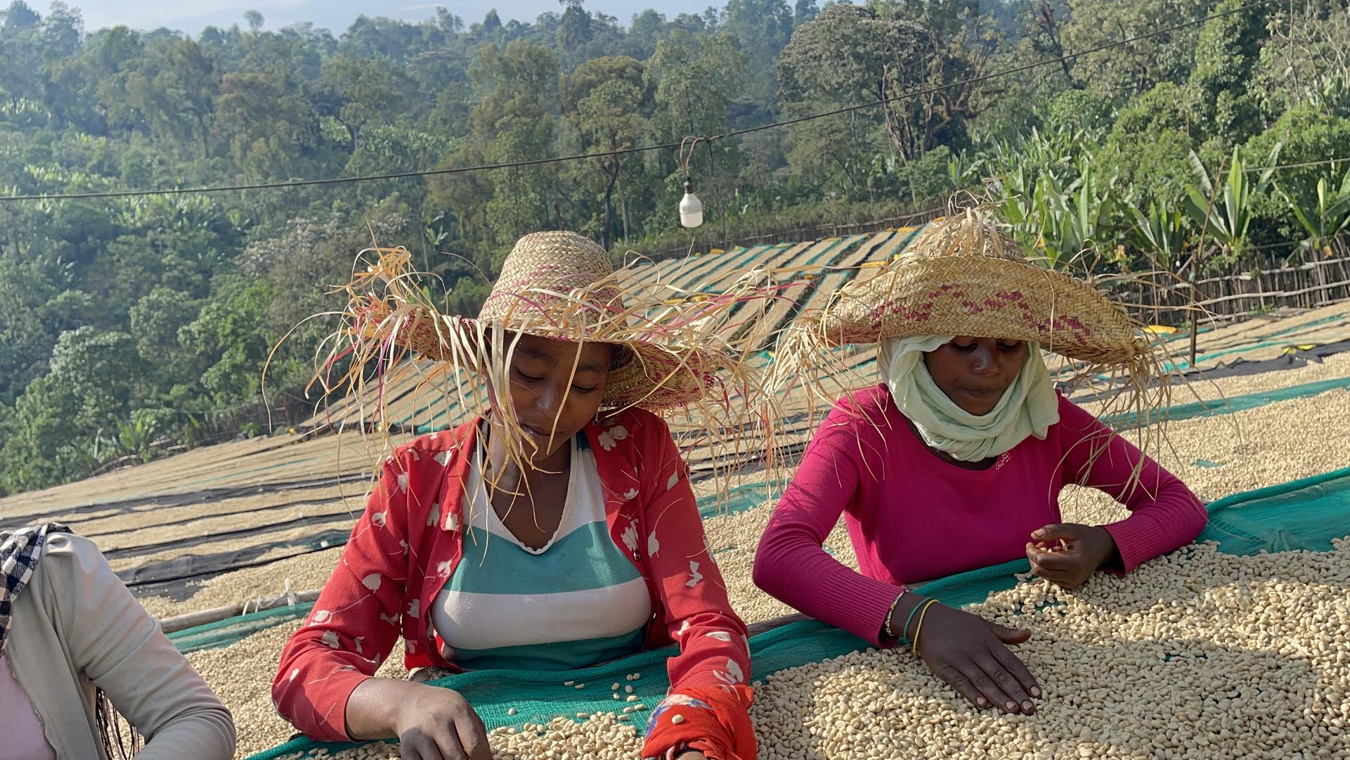 Ethiopia | Yirgacheffe Koke Village / Natural