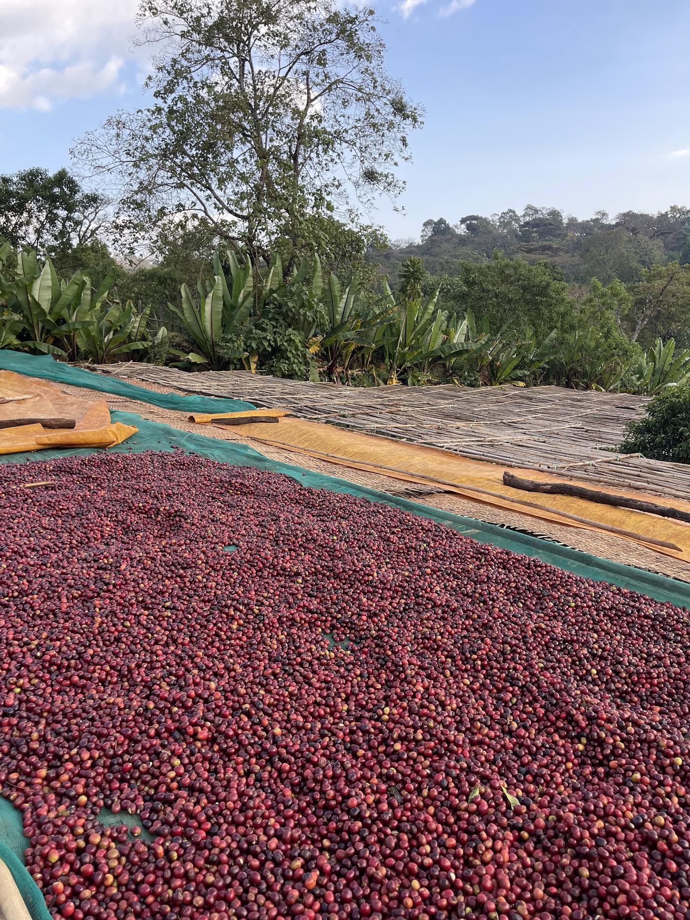 Ethiopia | Yirgacheffe Wudesa | Washed