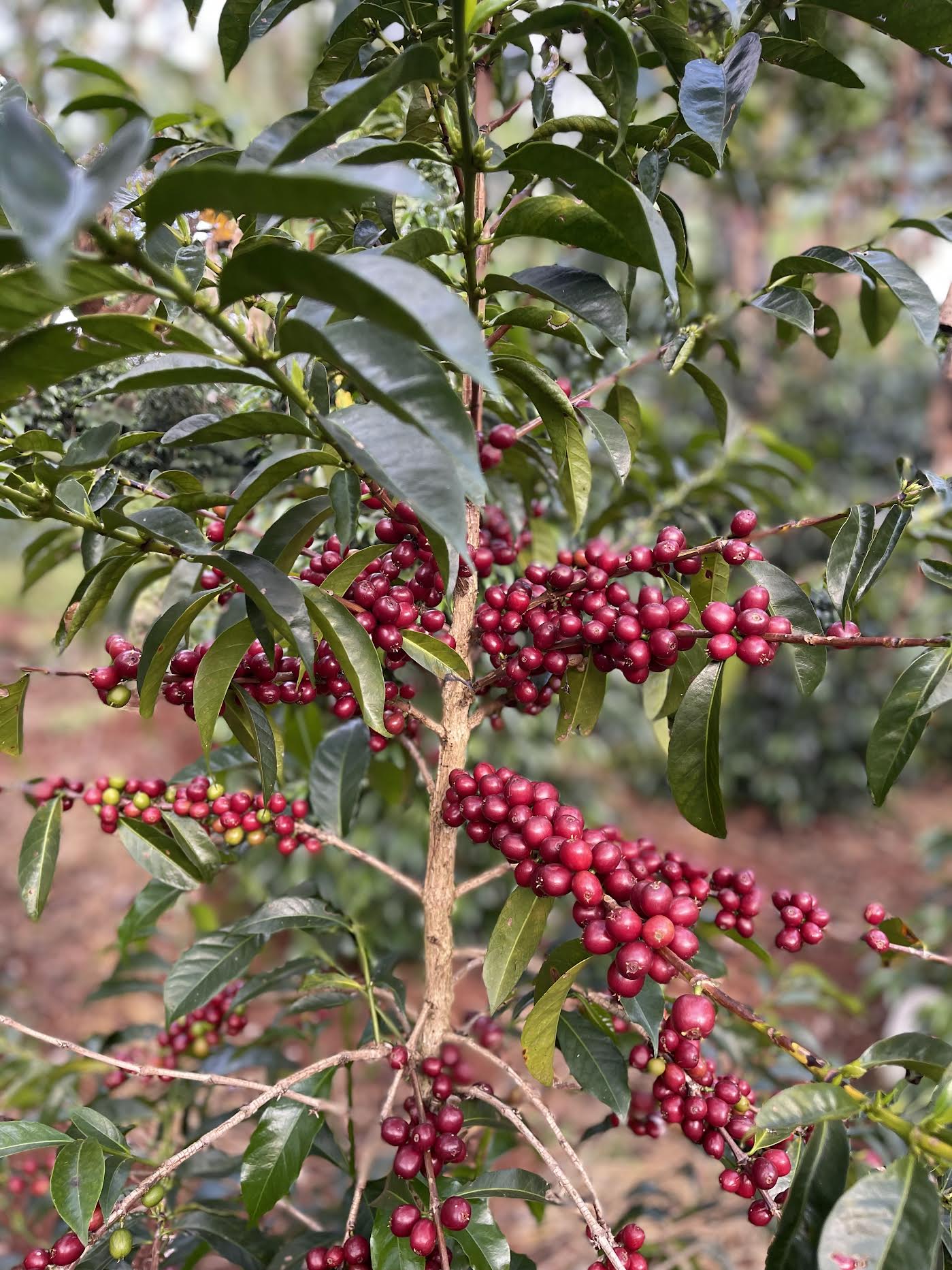 Ethiopia | Yirgacheffe Wudesa | Washed