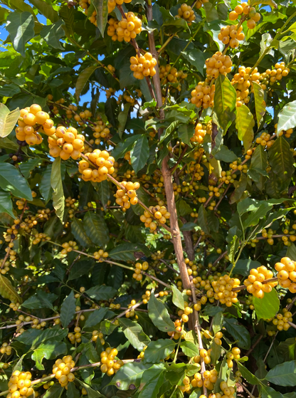 Brazil | Danilo Barbosa, Sucuri Farm, Yellow Catuaí / Natural