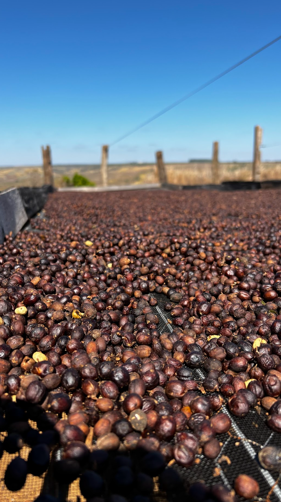 Brazil | Danilo Barbosa, Sucuri Farm, Yellow Catuaí / Natural