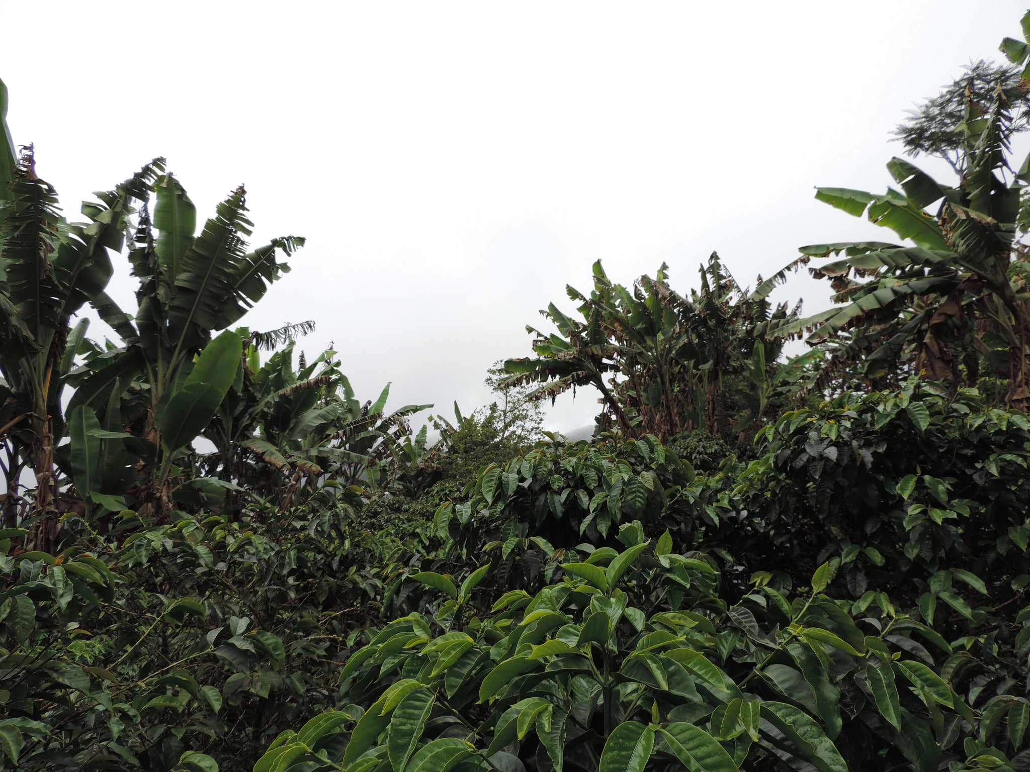 Colombia | Benjamin Gilberto Rivera, Finca La Molienda, Caturra / 30hr Fermented Washed