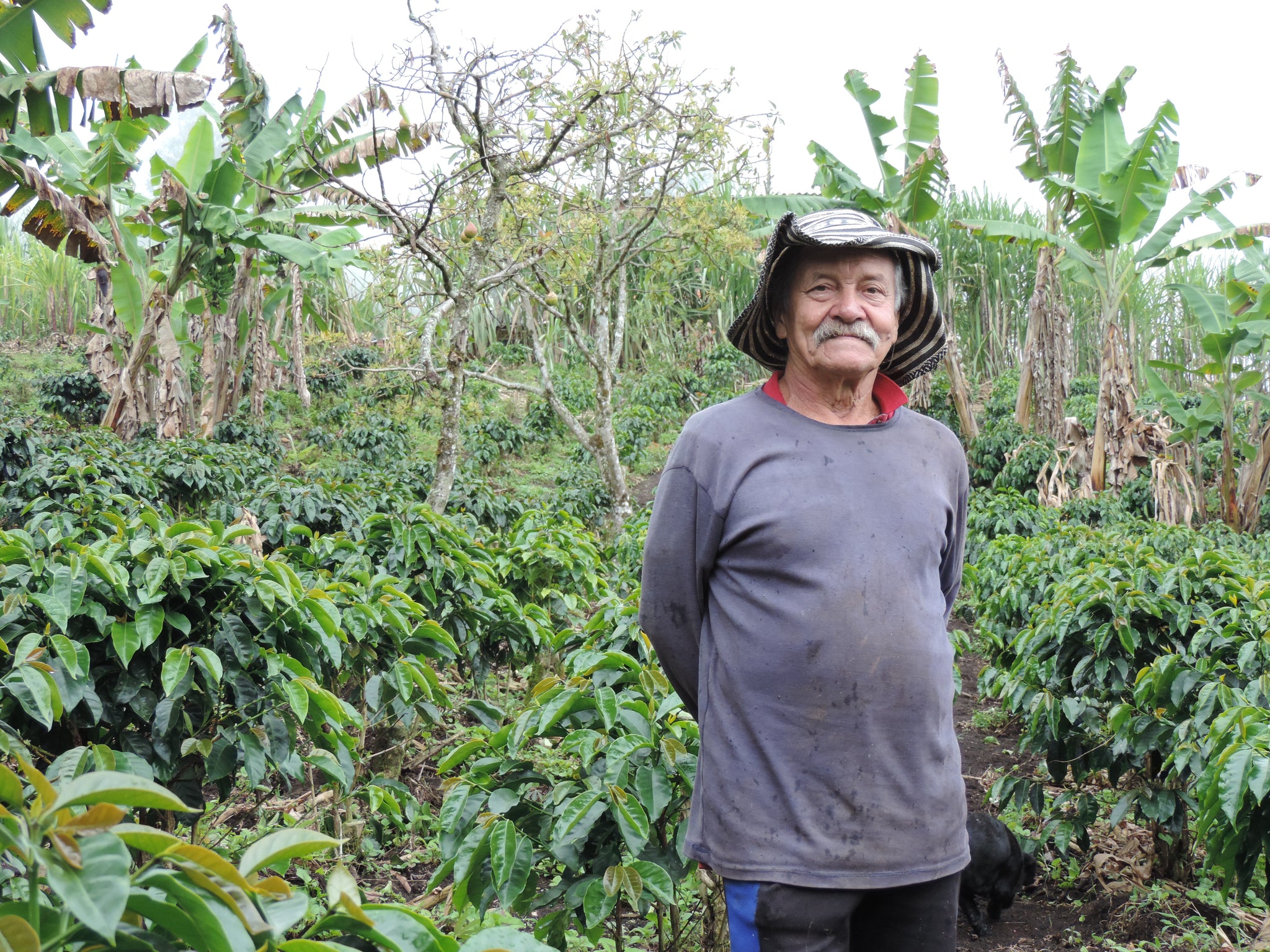 Colombia | Benjamin Gilberto Rivera, Finca La Molienda, Caturra / 30hr Fermented Washed
