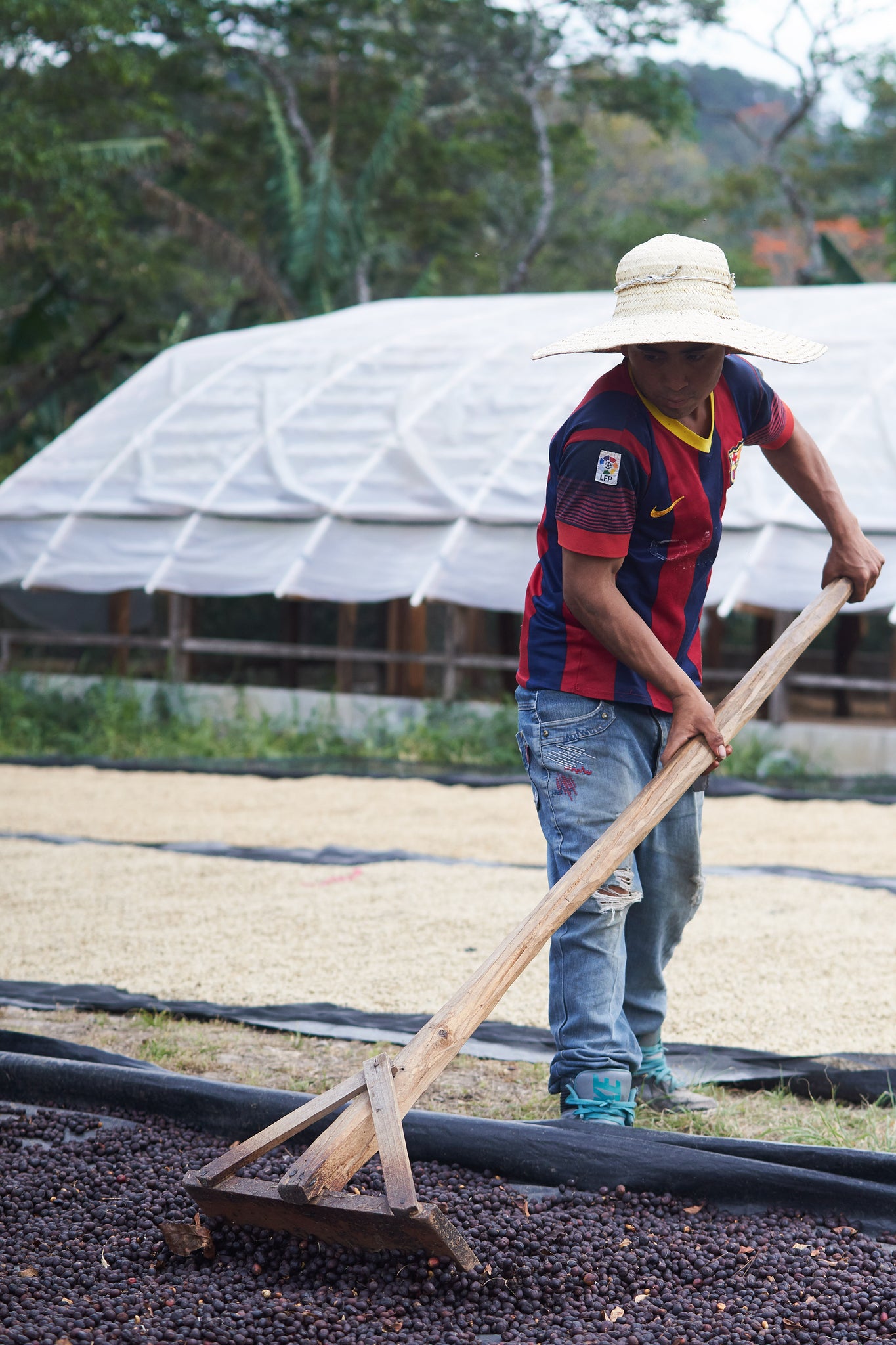 Honduras | Roger Marquez, Finca Las Acacias, Catuai | Natural