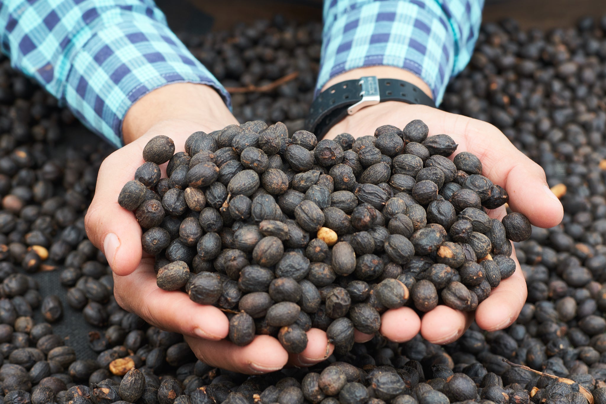Honduras | Roger Marquez, Finca Las Acacias, Catuai | Natural