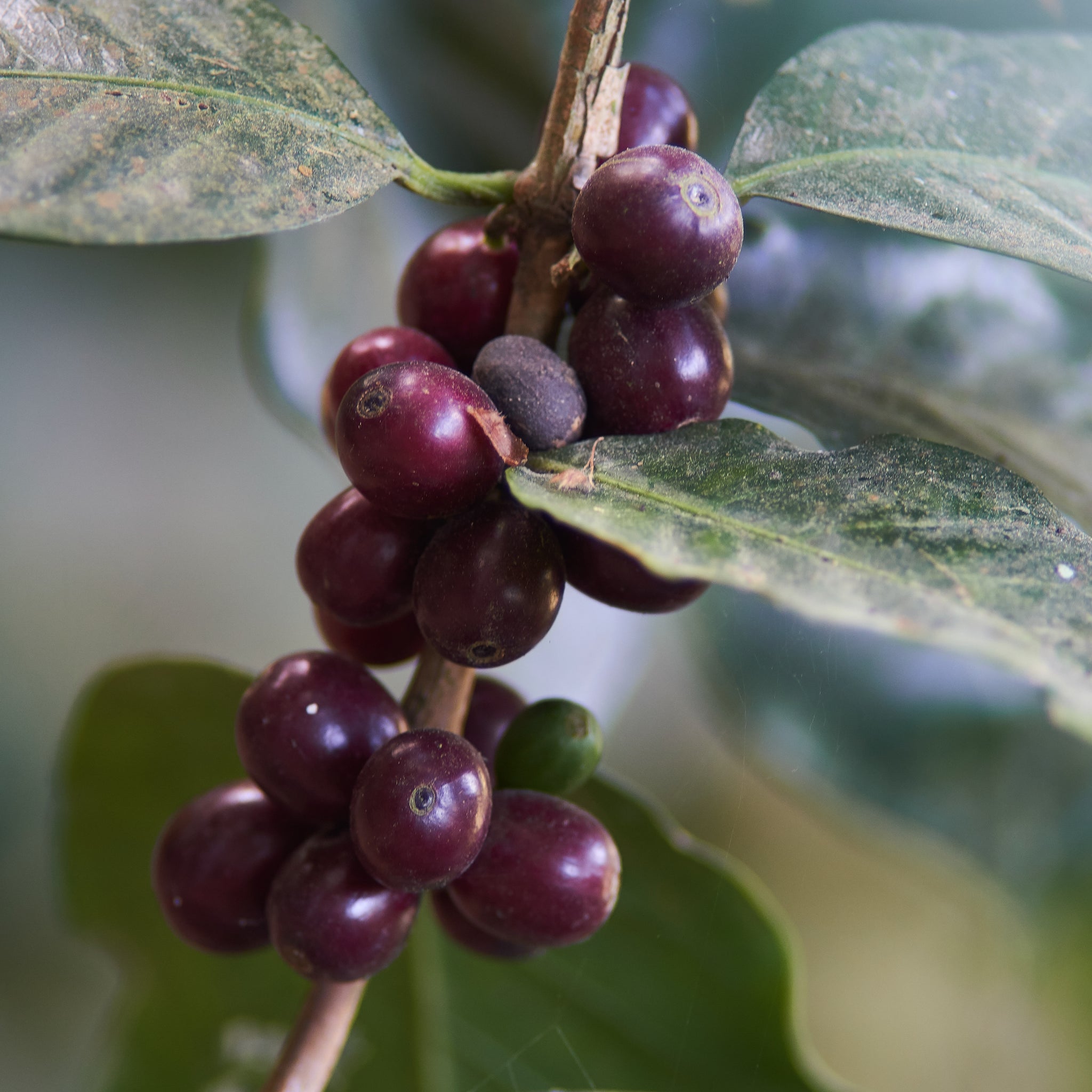 Honduras | Roger Marquez, Finca Las Acacias, Catuai | Natural