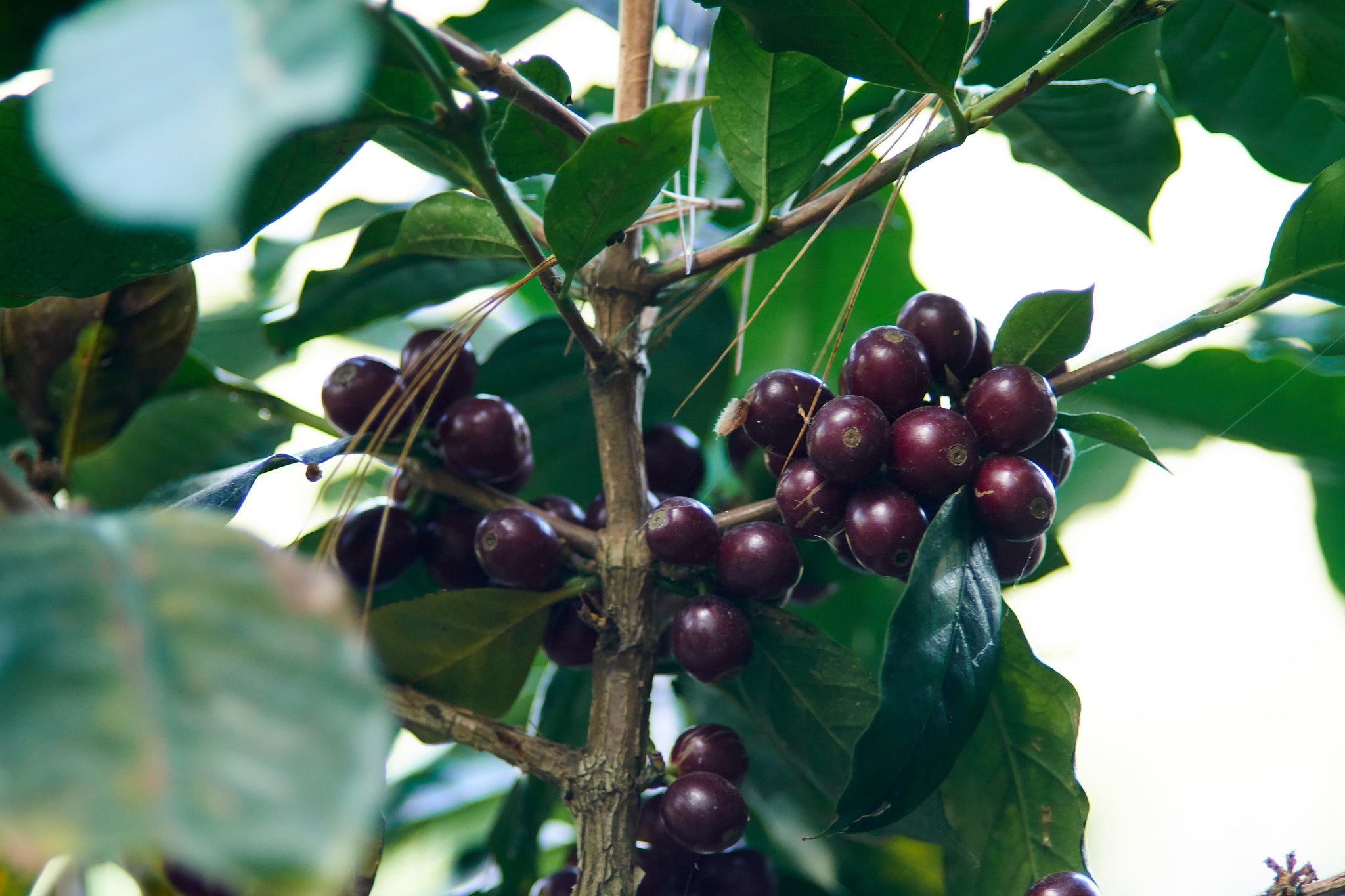 Honduras | Roger Marquez, Finca Las Acacias, Catuai | Natural