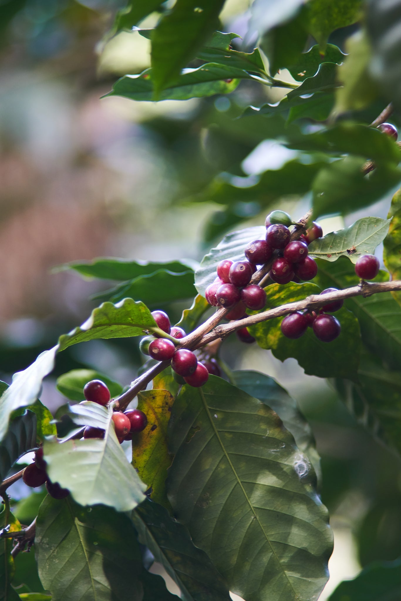 Honduras | Roger Marquez, Finca Las Acacias, Catuai | Natural