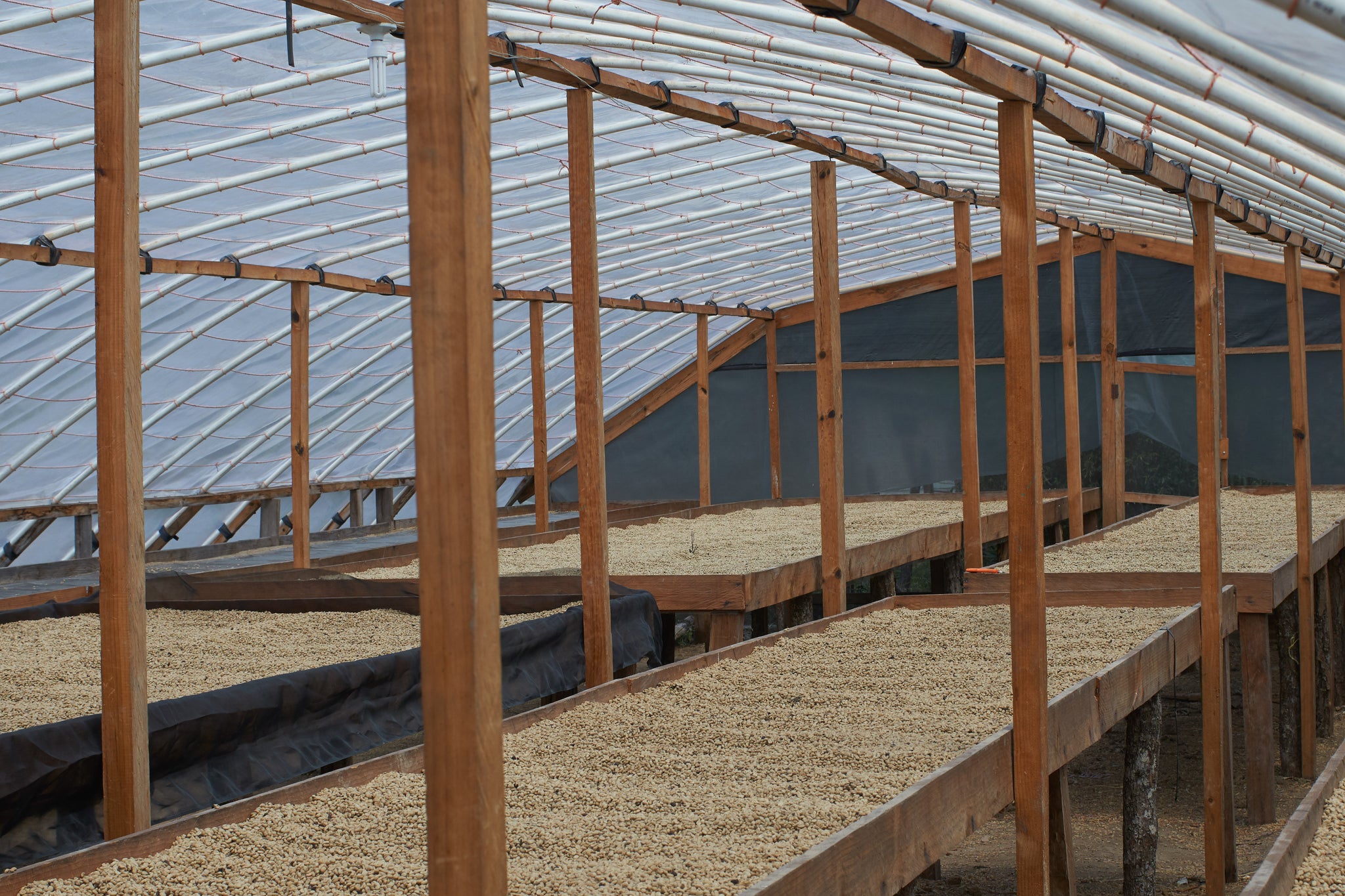Honduras | Roger Marquez, Finca Las Acacias, Catuai | Natural