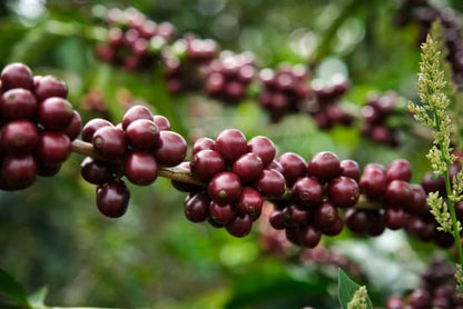 Costa Rica | Jhonnathan Camacho,  Finca Llano Bonito, Villa Sarchi / Natural