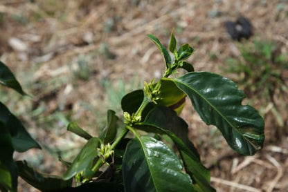 Costa Rica | Jhonnathan Camacho,  Finca Llano Bonito, Villa Sarchi / Natural