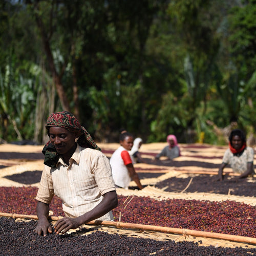 Ethiopia | Yirgacheffe Worka Sakaro  / Washed