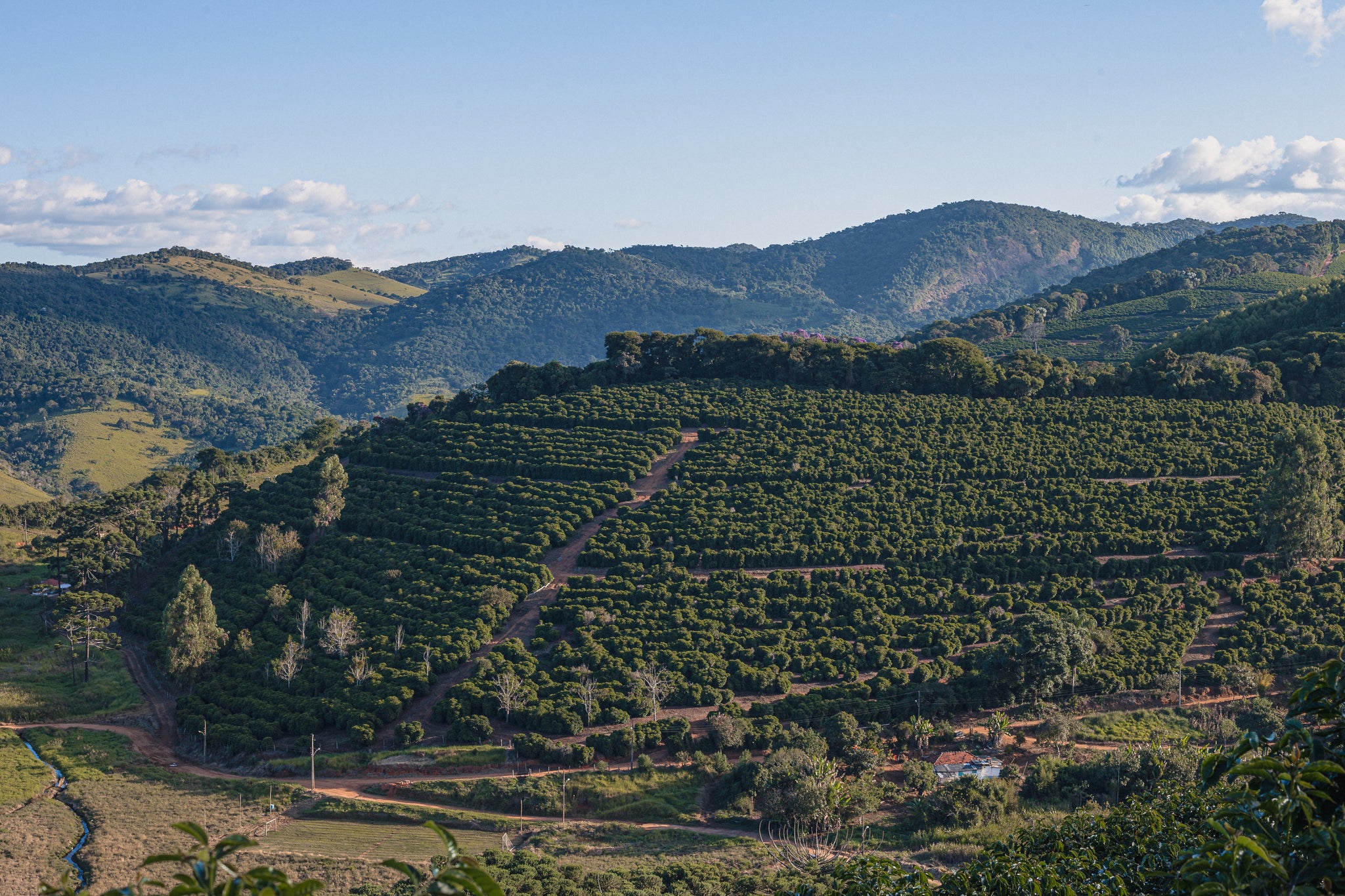 Brazil | Jose Isidro Pereira, Red Bourbon, Fazenda Serato / Natural