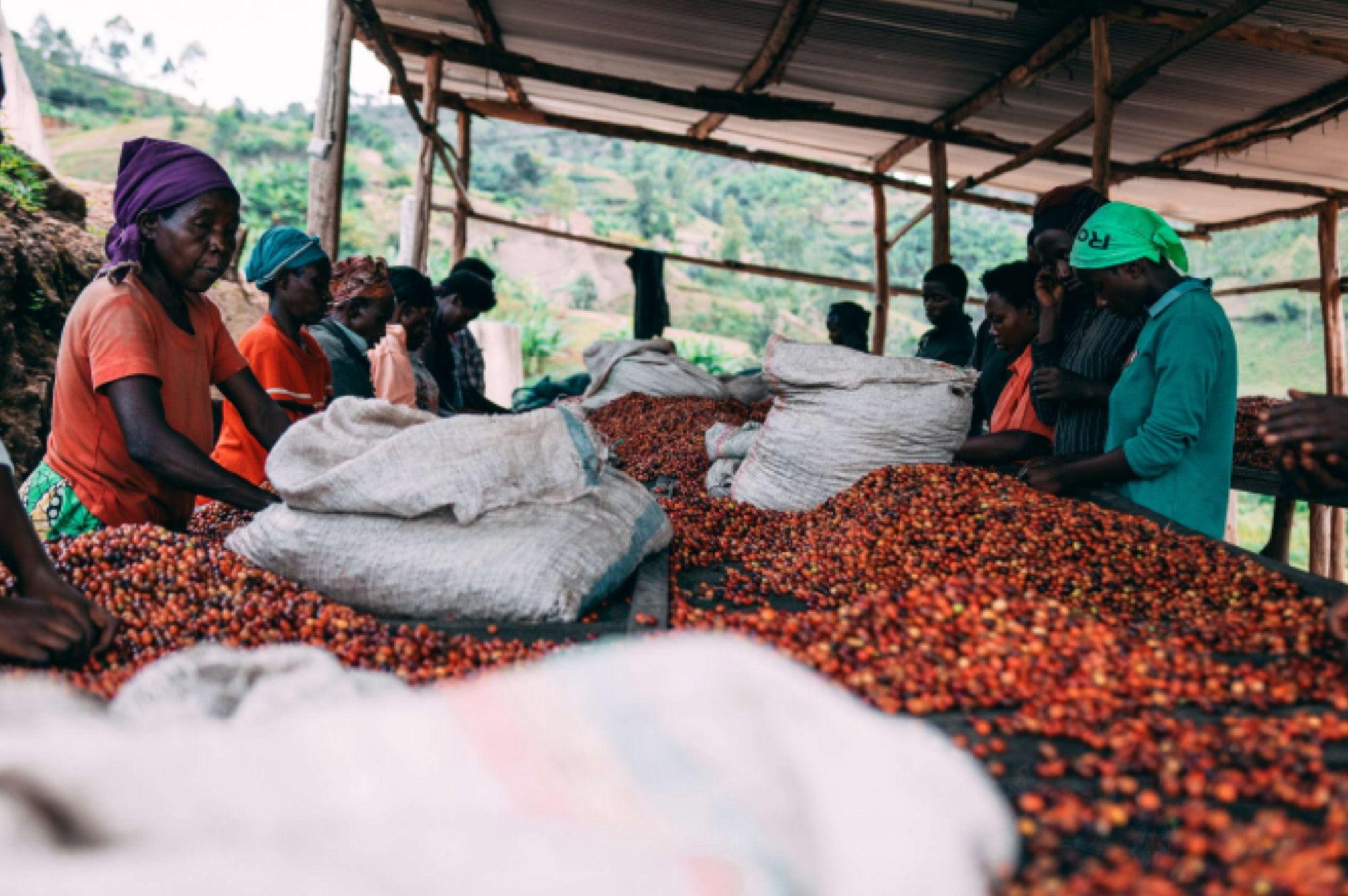Rwanda | Kilimbi Nyamasheke, Red Bourbon | Washed