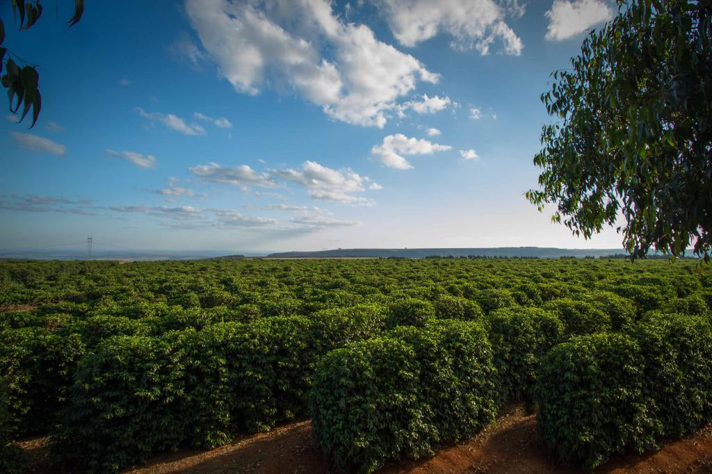 Brazil | Andrade Family, Sao Silvestre / Natural