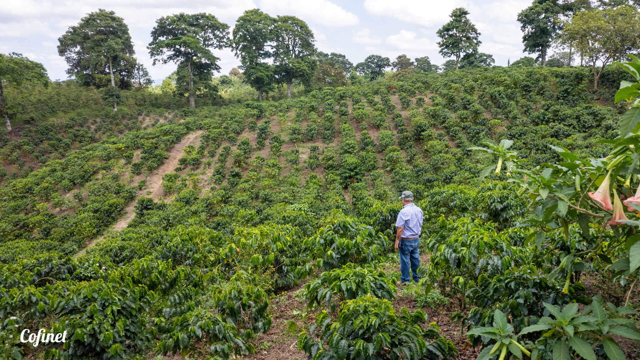 Colombia | Jairo Arcila, Finca Santa Monica, Castillo / Dry Anaerobic Rum Aged Natural