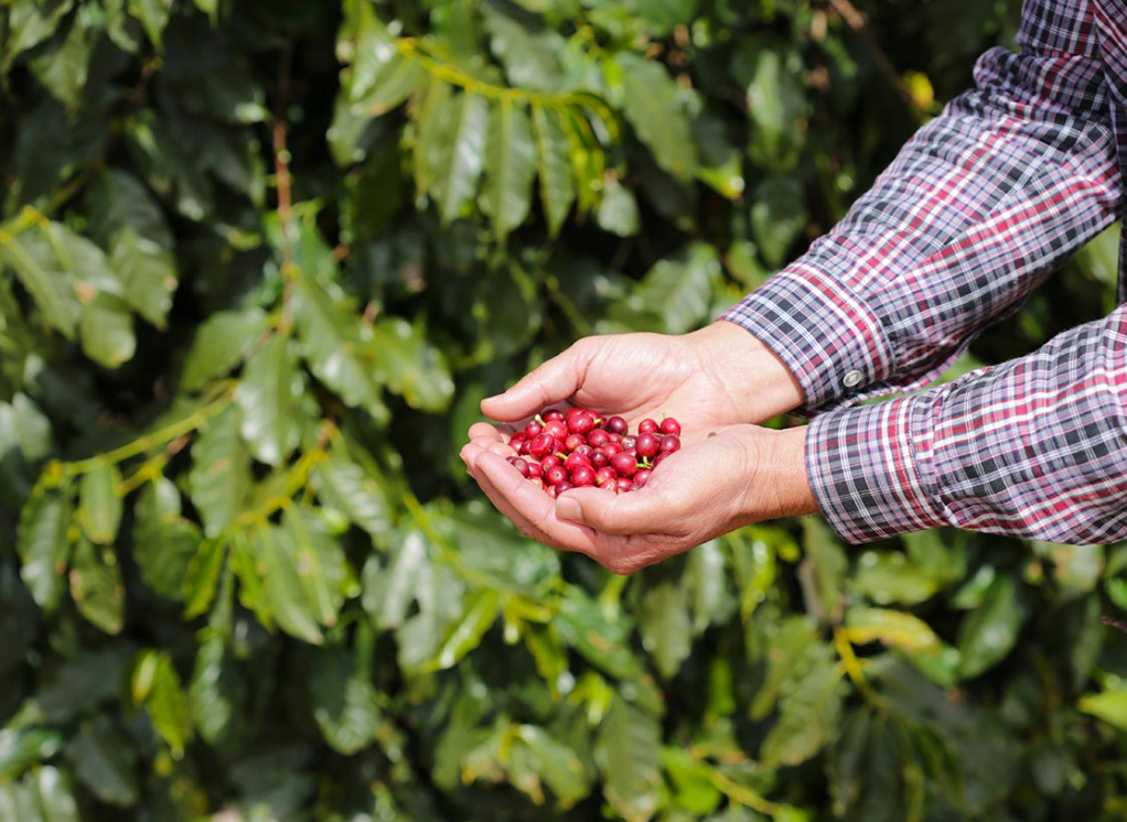 Brazil | Anahy, Reinaldo Rocha, Macaubas Farm / Natural