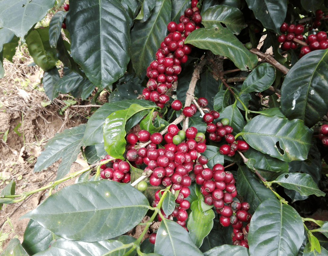 Guatemala | Finca San Jorge / Washed